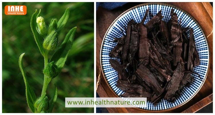 Lithospermum erythrorhizon and Gromwell Root