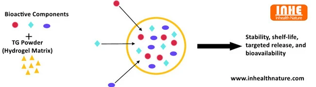 Advantages of Transglutaminase Powder Applied in Drugs Advantages of Transglutaminase Powder Applied in Drugs