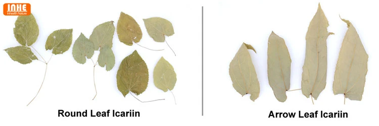 Epimedium Leaf