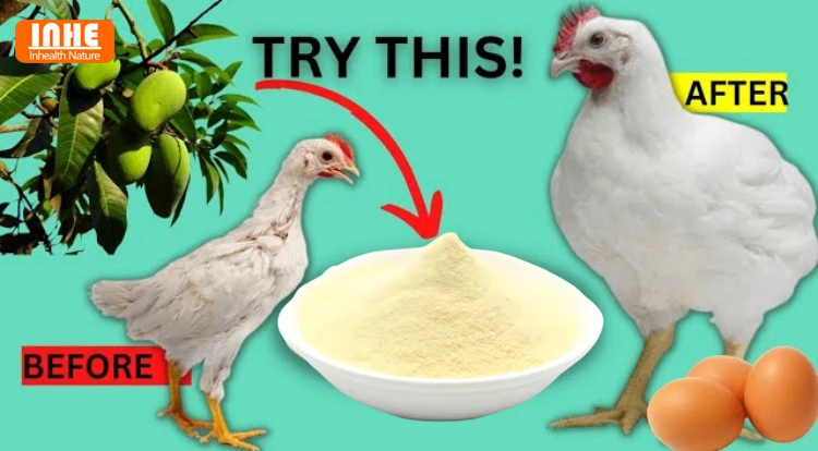 Can Mango Leaf Extract Be Used in Animal Feed-logo