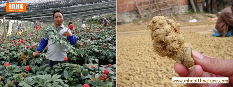 Our Panax Notoginseng Plantation Base